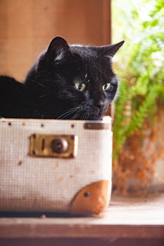 Schwarze Katze in einem alten Reisekoffer mit Farn dahinter