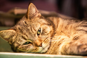 Getigerte Katze döst mit halb geschlossenen Augen