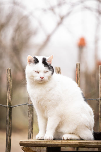 Weiße Katze mit schwarzer Mütze sitzt auf einem Holzpfosten
