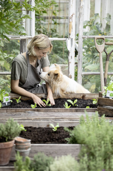 Frau in grüner Schürze und golden Retriever pflanzen Salat im Hochbeet im Gewächshaus