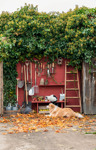 Rote Efeu-Wand mit Werkzeugen und golden Retriever im Herbstlaub