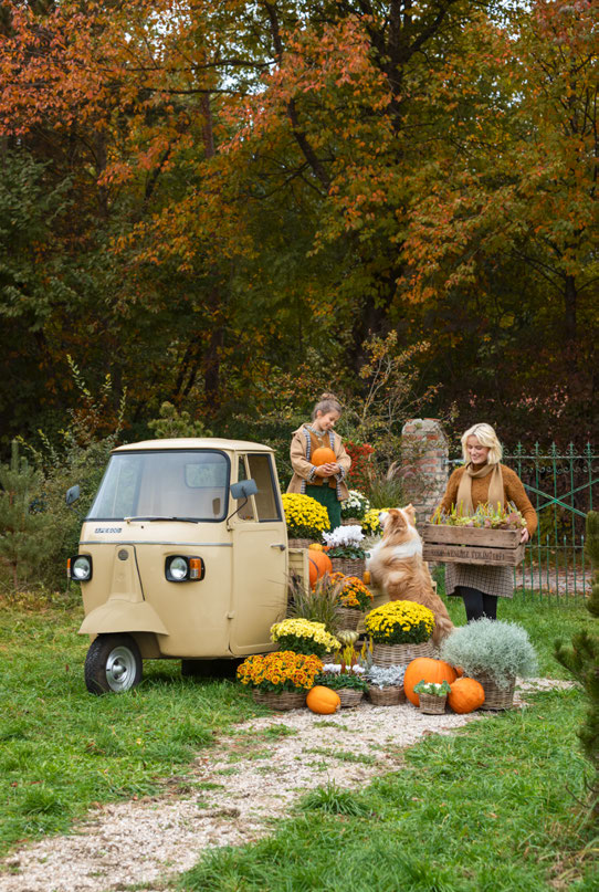 Beiger Ape mit Kürbissen und Chrysanthemen-Töpfen im Herbstwald, zwei Frauen und ein Hund laden