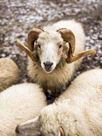 Wieder-Schaf mit gedrehten Hörnern blickt in die Kamera