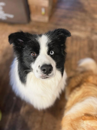 Schwarz-weißer Border Collie mit einem blauen Auge, Porträt von oben